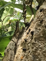 Anolis lemurinus