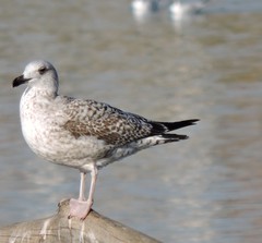 Larus michahellis michahellis