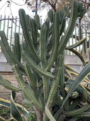 Myrtillocactus