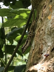 Anolis lemurinus