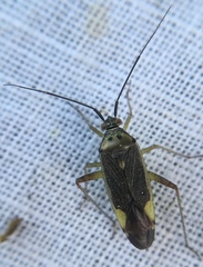Closterotomus trivialis