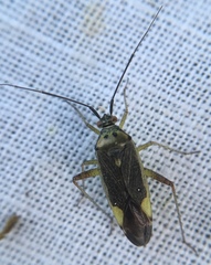 Closterotomus trivialis
