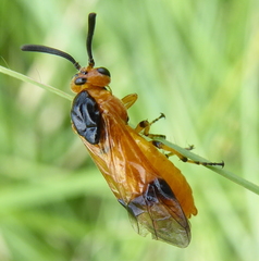 Argidae