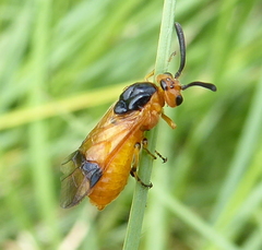 Argidae