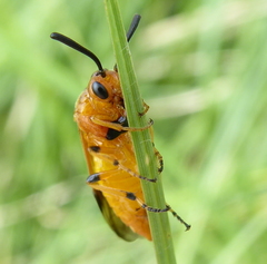 Argidae