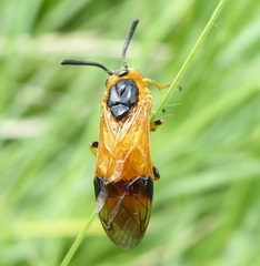 Argidae