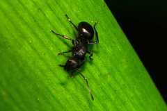 Polyrhachis spinicola