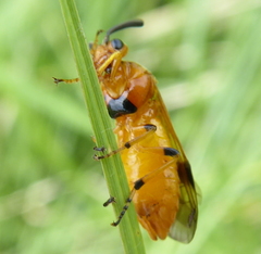 Argidae