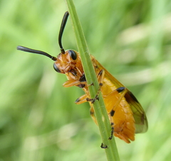 Argidae