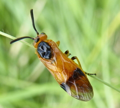 Argidae