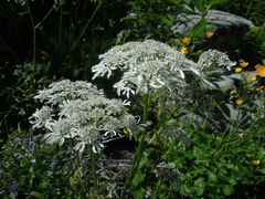 Heracleum apiifolium