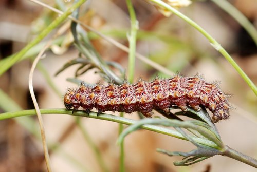 Queen of Spain Fritillary, photo 3 of 10