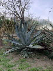 Agave beauleriana