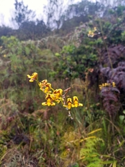 Cyrtochilum densiflorum