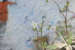 Talinum fruticosum