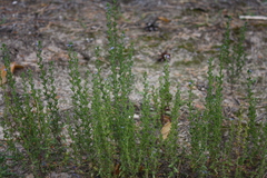 Veronica dillenii