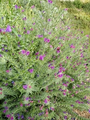 Echium sabulicola decipiens