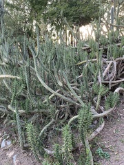 Austrocylindropuntia