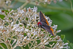 Pyrrhopyge amyclas