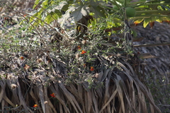 Adenophyllum aurantium