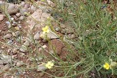 Diplotaxis harra lagascana