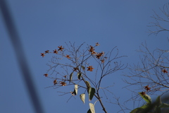 Cordia elaeagnoides