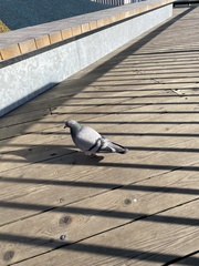 Columba livia domestica