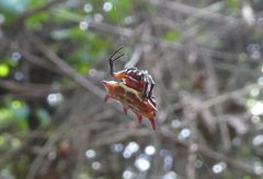 Gasteracantha curvispina