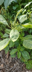 Amaranthus blitum