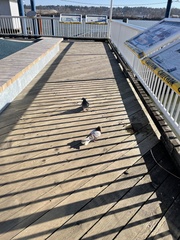 Columba livia domestica