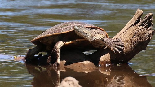 Hilaire’s Side-necked Turtle, photo 3 of 7