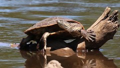 Hilaire's Side-Necked Turtle photo 3