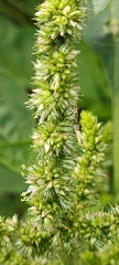 Amaranthus blitum