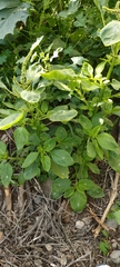 Amaranthus blitum