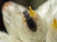 Eschatocrepis constrictus