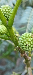 Leucaena leucocephala