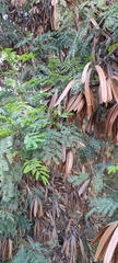 Leucaena leucocephala