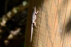 Lygodactylus capensis