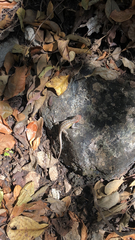 Sceloporus variabilis