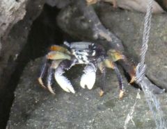 Goniopsis pelii