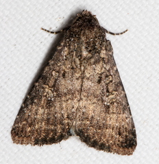 Condica aroana
