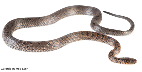 Black-banded Earth Snake