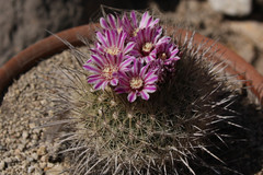 Echinofossulocactus ochoterenaus