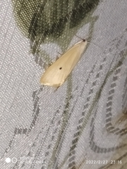 Scirpophaga incertulas