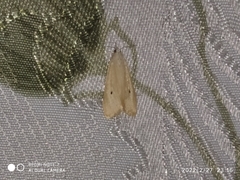 Scirpophaga incertulas
