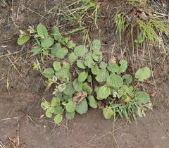 Hermannia geniculata