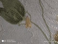 Scirpophaga incertulas
