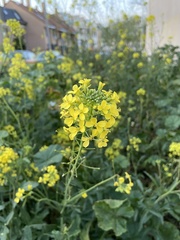 Brassicaceae