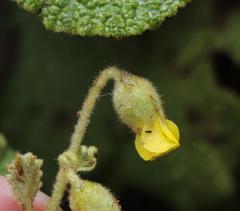 Hermannia geniculata