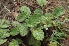 Hermannia geniculata